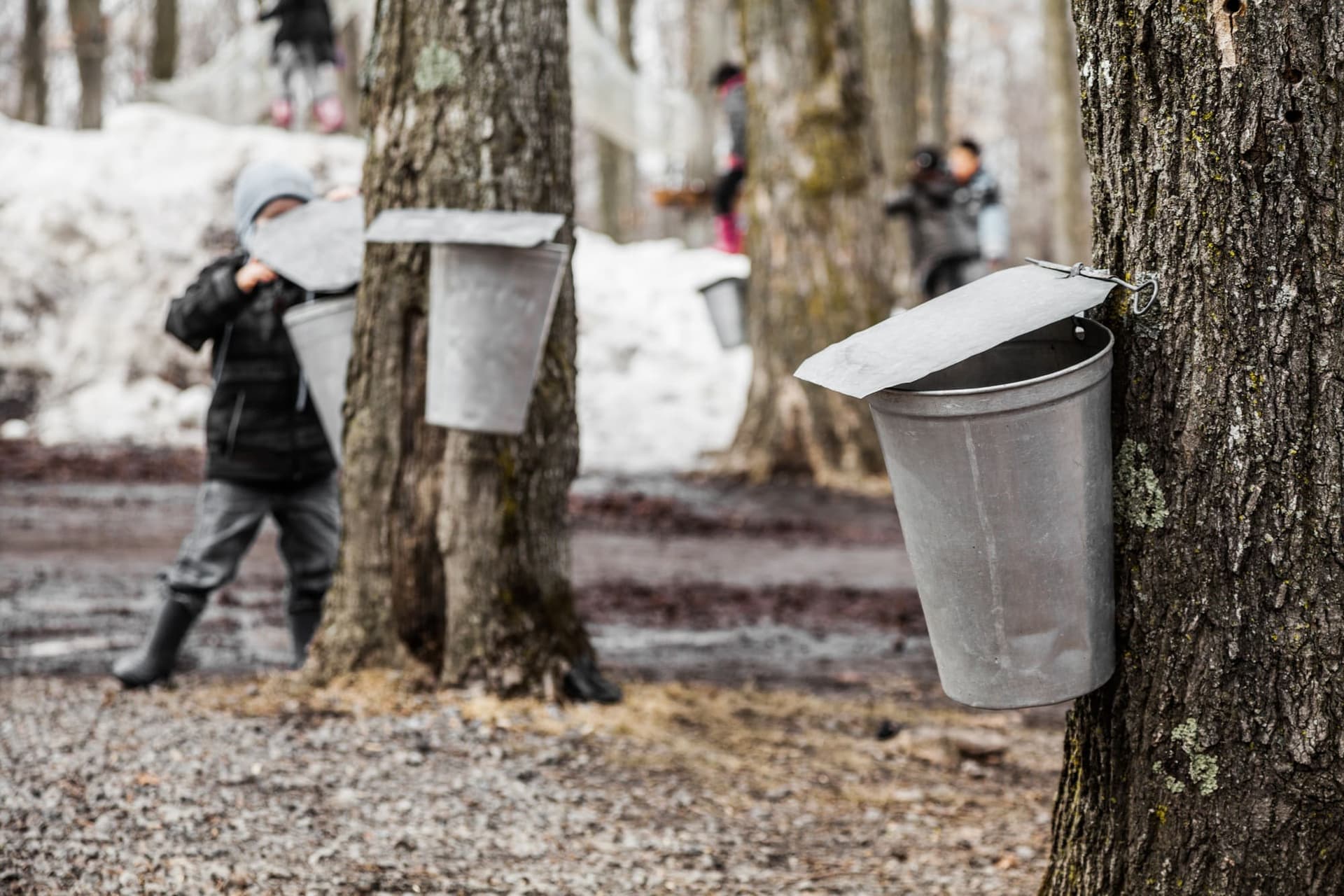 Un repas traditionnel de cabane à sucre : le menu parfait