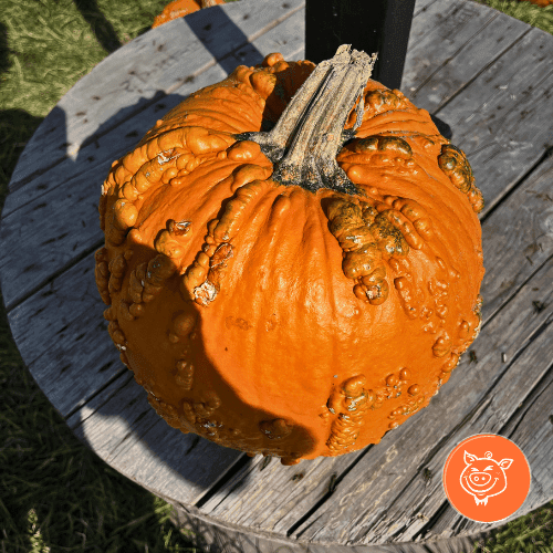 10 Recettes à la Citrouille Délicieuses et Faciles à Réaliser – Idées Gourmandes pour l’Automne